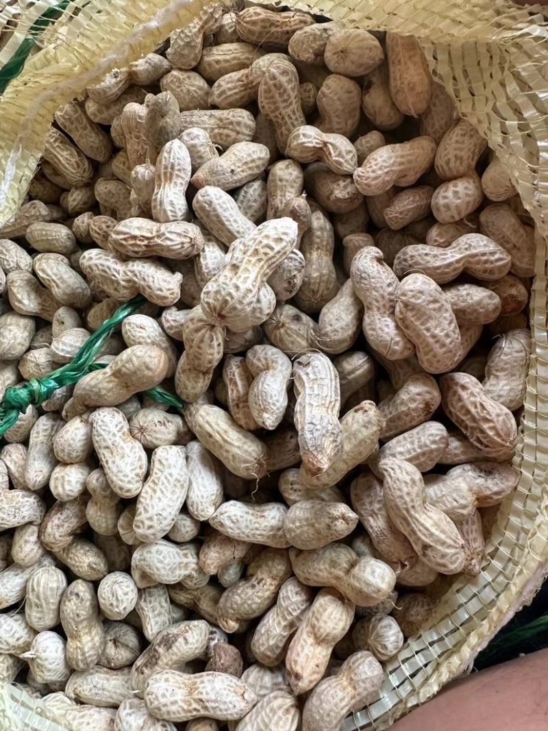 四川金堂花生新鲜洗花生两粒红米花生个头饱满机洗花生不带泥