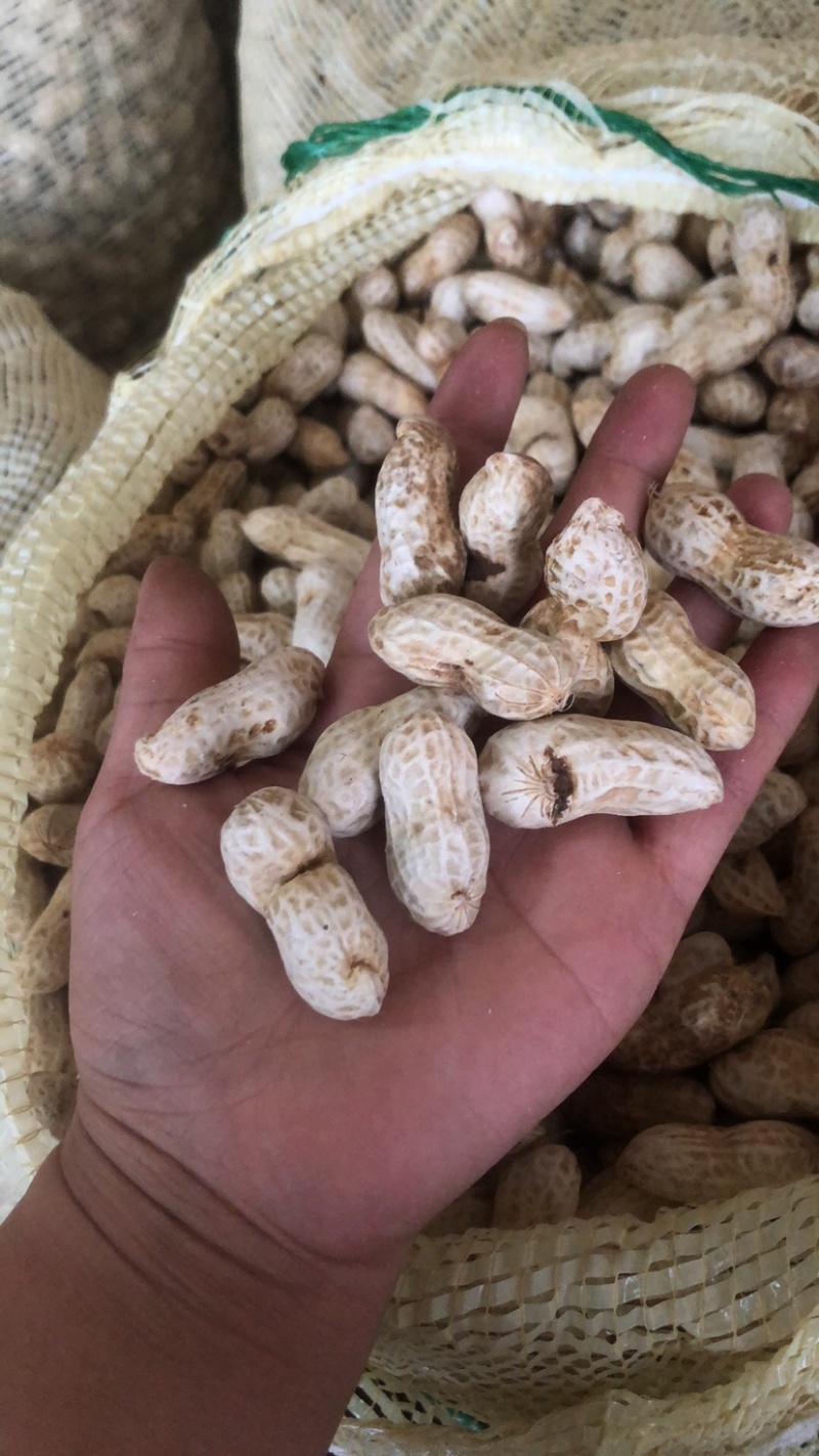 四川金堂花生新鲜洗花生两粒红米花生个头饱满机洗花生不带泥