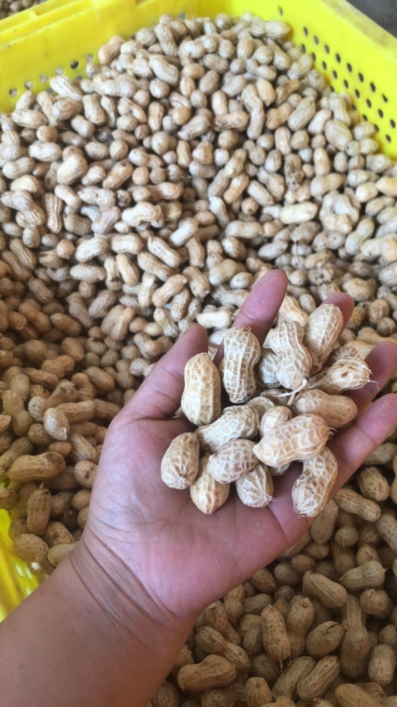 四川金堂花生新鲜洗花生两粒红米花生个头饱满机洗花生不带泥