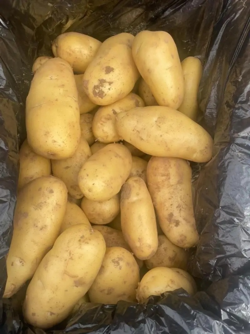 【推荐】优质荷兰十五土豆大量供货产地货源品质保证
