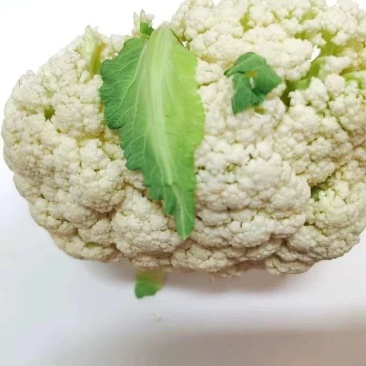 【松花菜】河南安阳基地直供质量保证一手货源全国发货