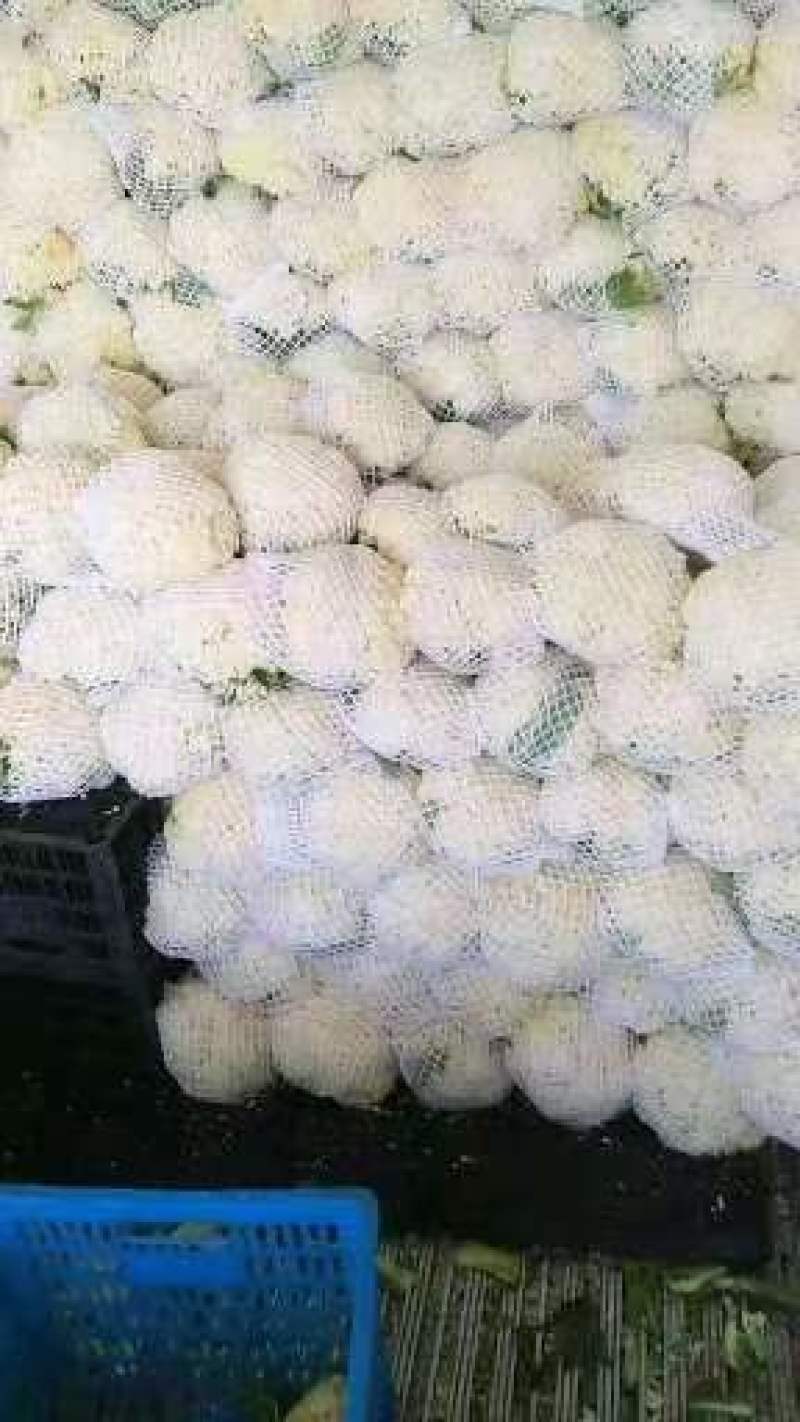 【松花菜】河南安阳基地直供质量保证一手货源全国发货