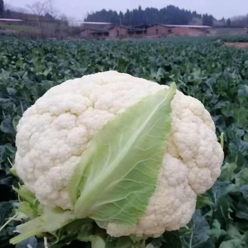 【松花菜】河南安阳基地直供质量保证一手货源全国发货