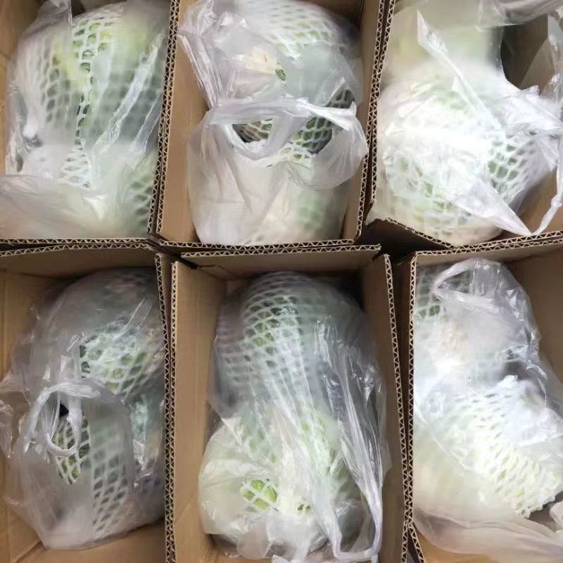 【松花菜】河南安阳基地直供质量保证一手货源全国发货