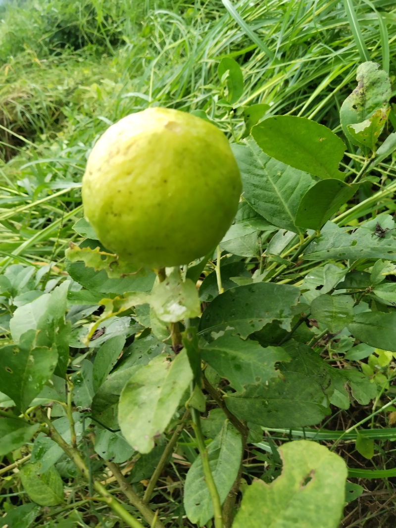 香水柠檬