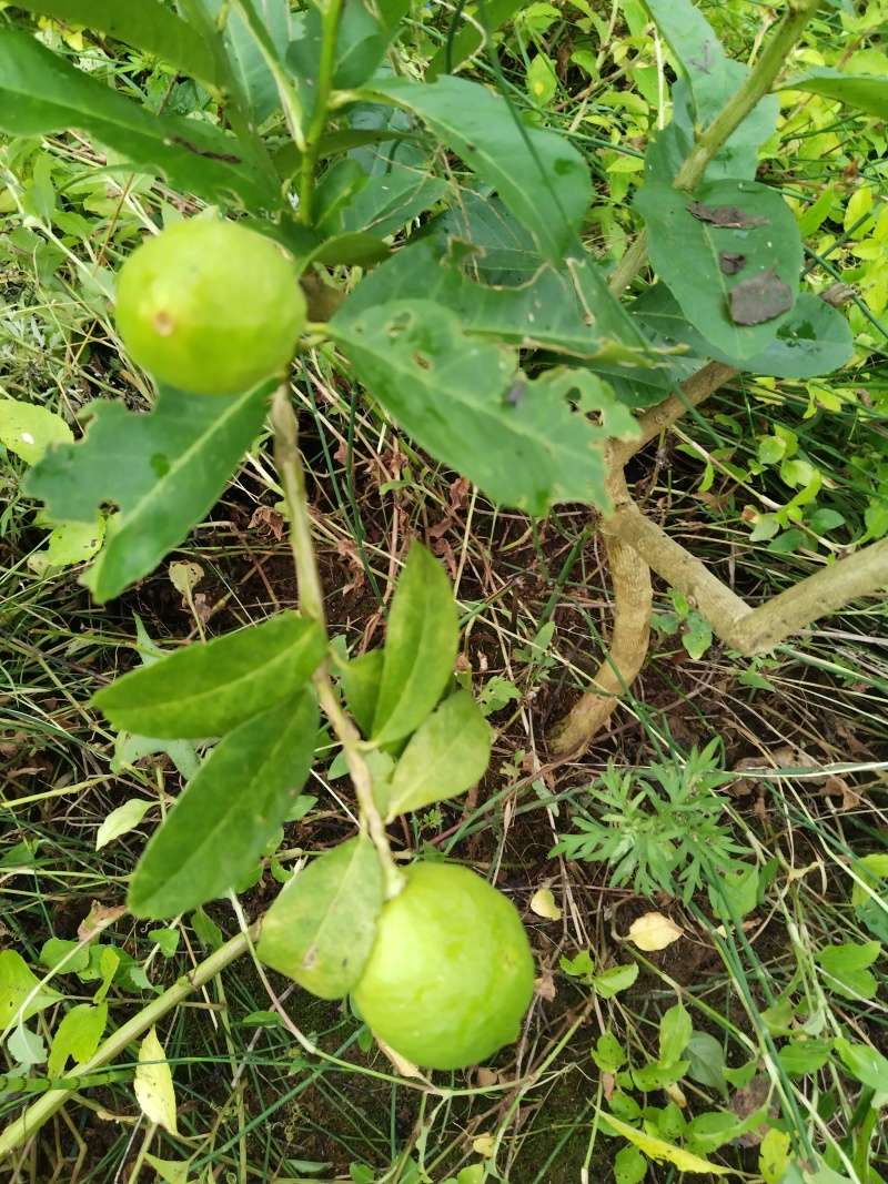 香水柠檬