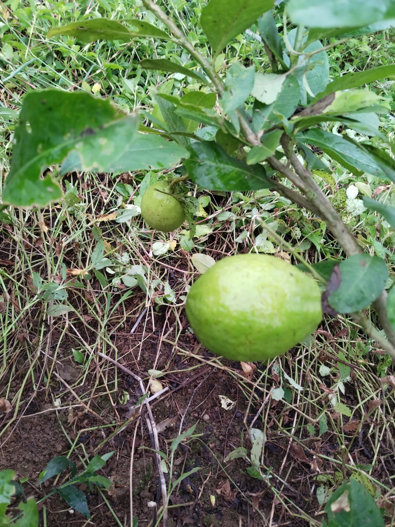 香水柠檬