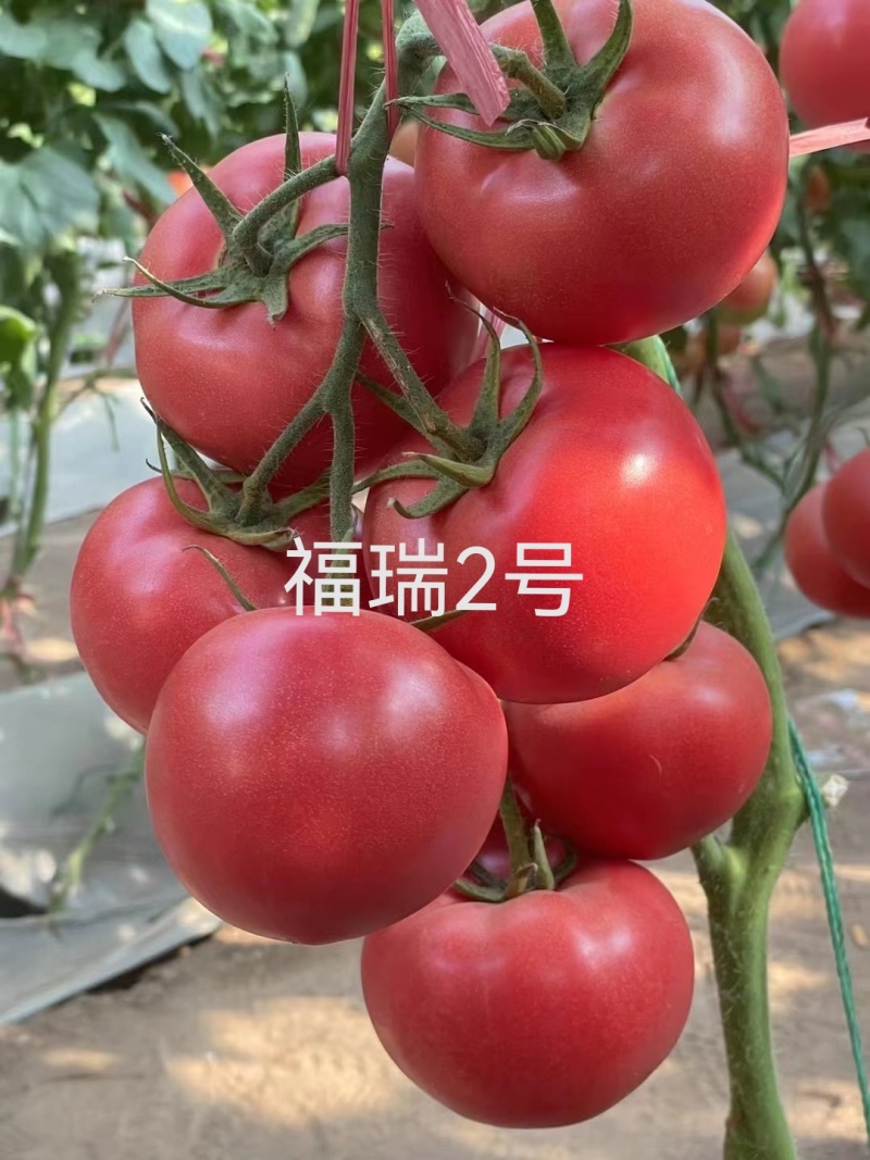 大果硬粉抗死棵抗线虫越夏硬粉西红柿苗早熟品种产量高