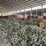 新疆贵族南瓜丑瓜基地直发支持整车集采社区团购一件代发