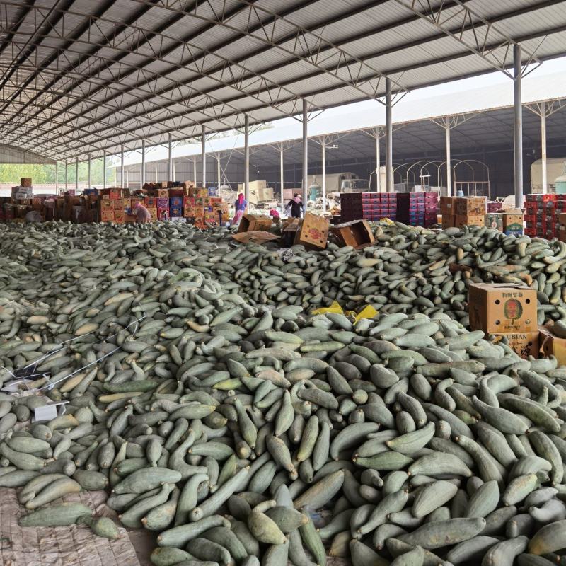 新疆贵族南瓜丑瓜基地直发支持整车集采社区团购一件代发