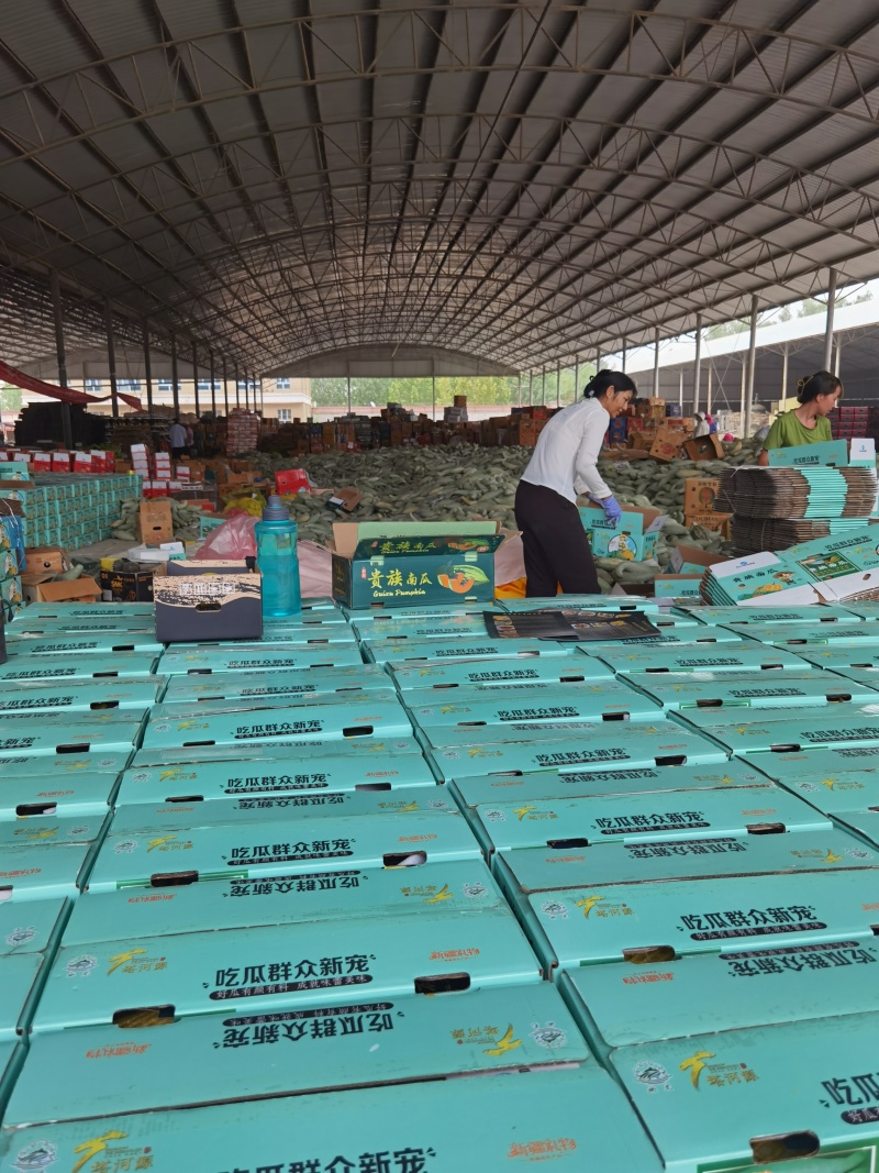 新疆贵族南瓜丑瓜基地直发支持整车集采社区团购一件代发