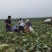 新疆贵族南瓜丑瓜基地直发支持整车集采社区团购一件代发
