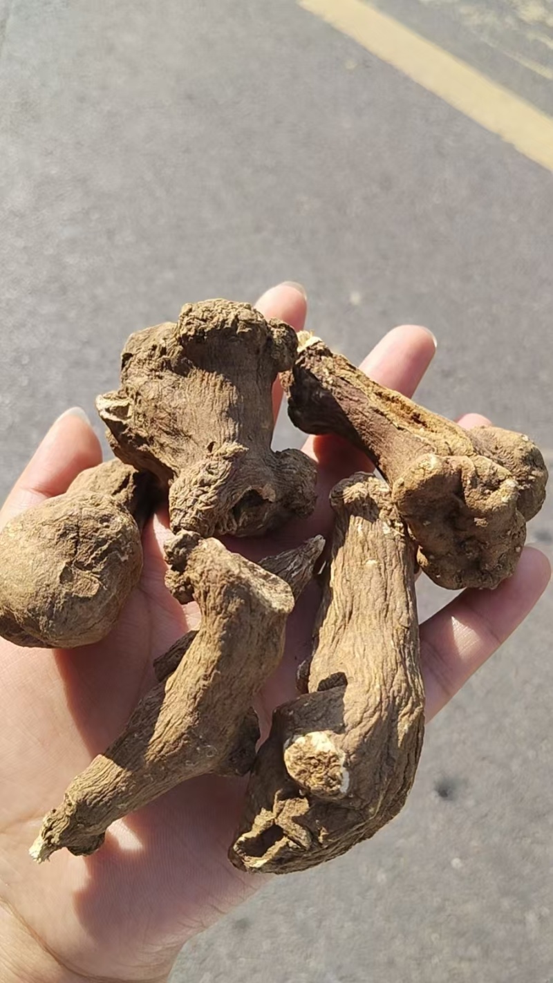 白术26年新产二年生有可来人或线上交易可发物流快递收到货
