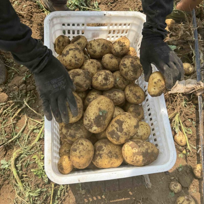 一亩田官方基地认证，黄皮黄心颜色薯型嘎嘎板正