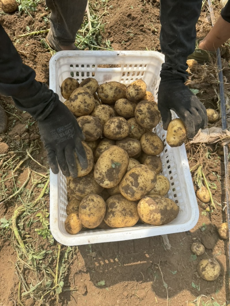 一亩田官方基地认证，黄皮黄心颜色薯型嘎嘎板正