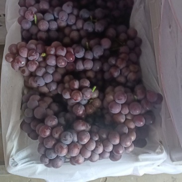 巨峰纯甜葡萄，口感有肉质感纯甜一点酸不带，