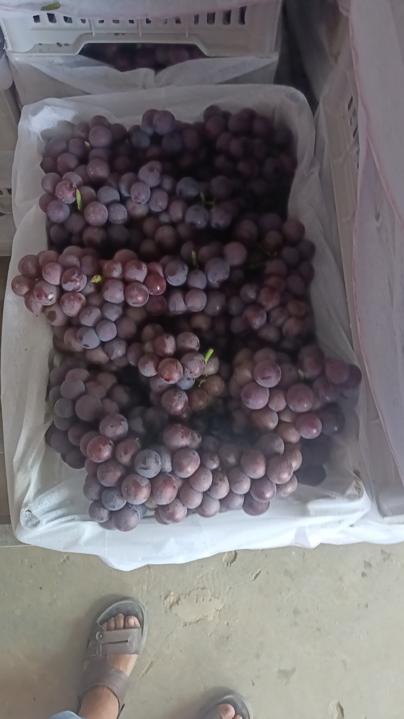 巨峰纯甜葡萄，口感有肉质感纯甜一点酸不带，