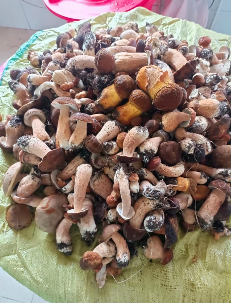 野生牛肝菌