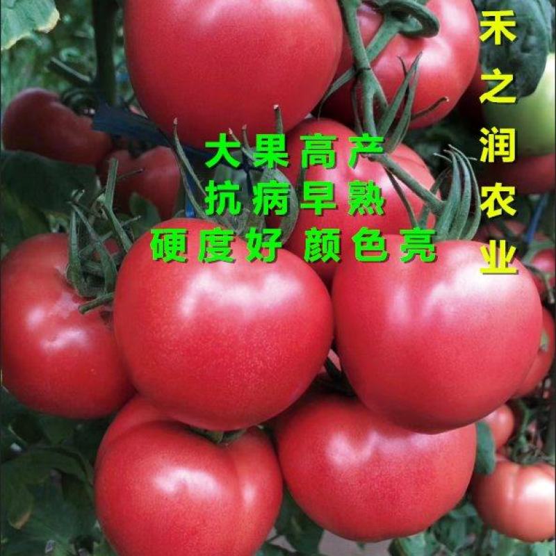 西红柿苗粉果番茄苗耐高温抗病毒大果型硬粉