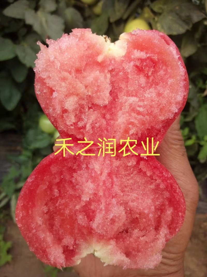西红柿苗粉果番茄苗耐高温抗病毒大果型硬粉