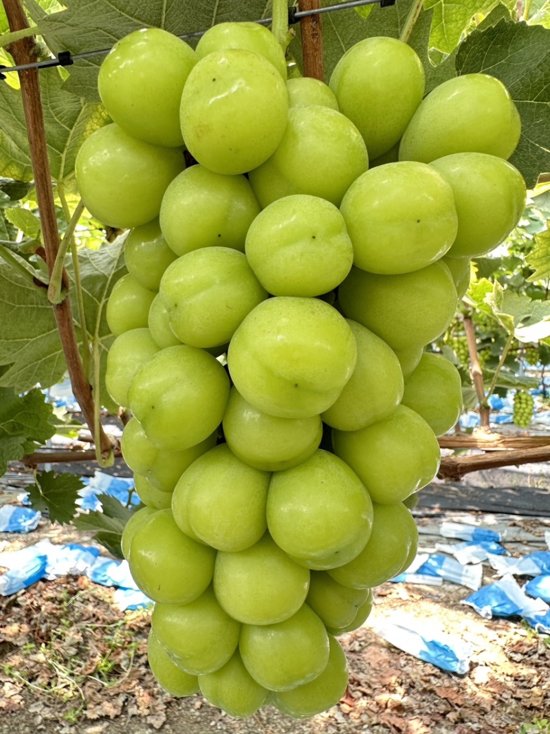 大量接电商渠道平台