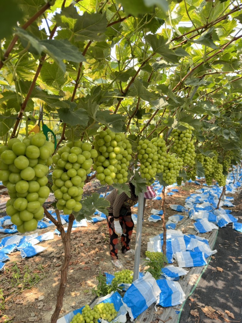 大量接电商渠道平台