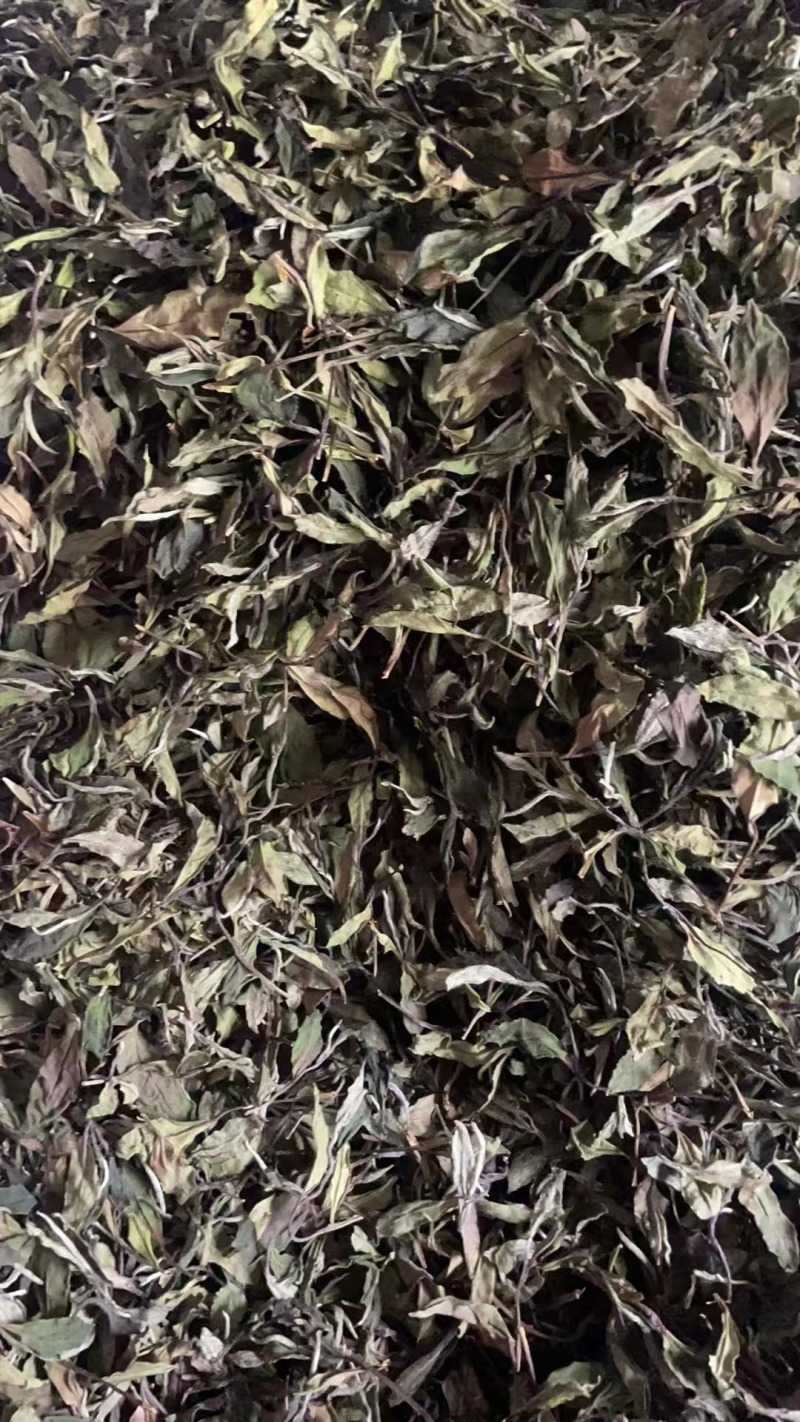 【甄选】政和白茶2024春寿眉，新茶精品茶叶，品质保障