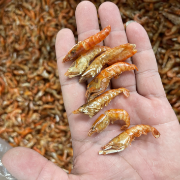 小虾、红色小红虾、网红小虾