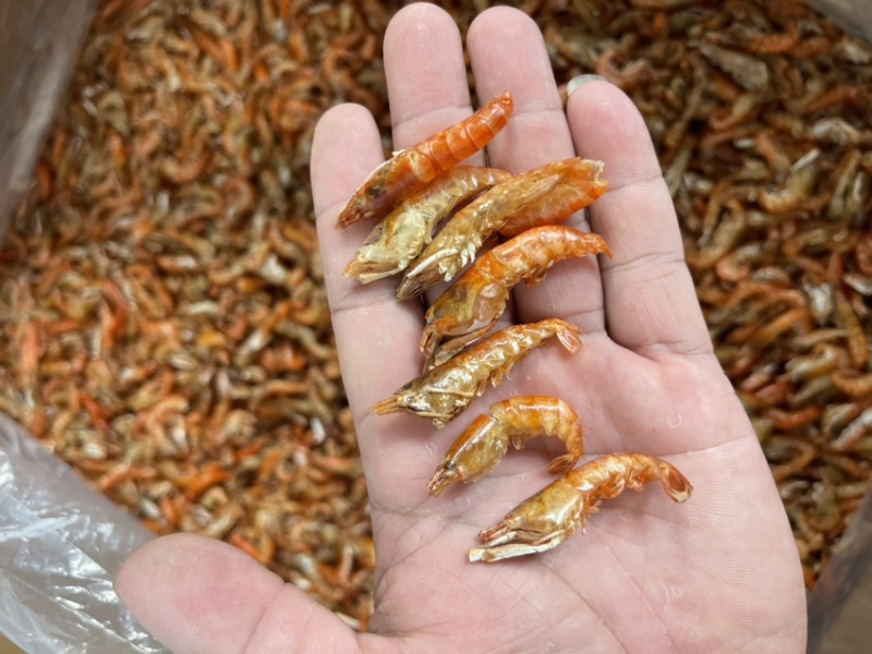 小虾、红色小红虾、网红小虾