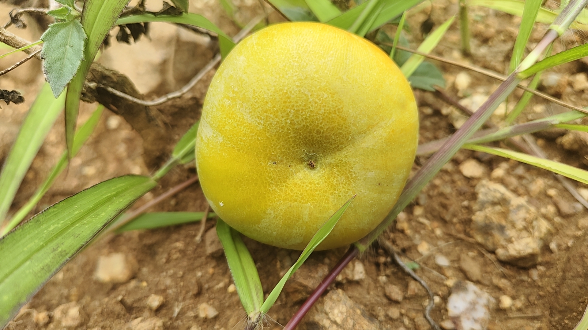 脆柿横切面展示果肉颜色与结构