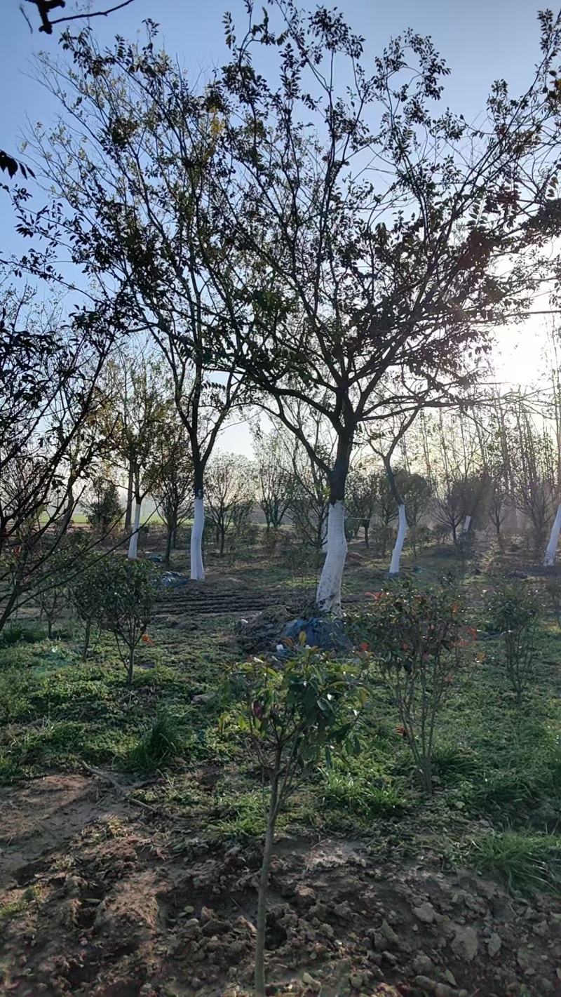 朴树绿化园林自家种植产地直发量大从优