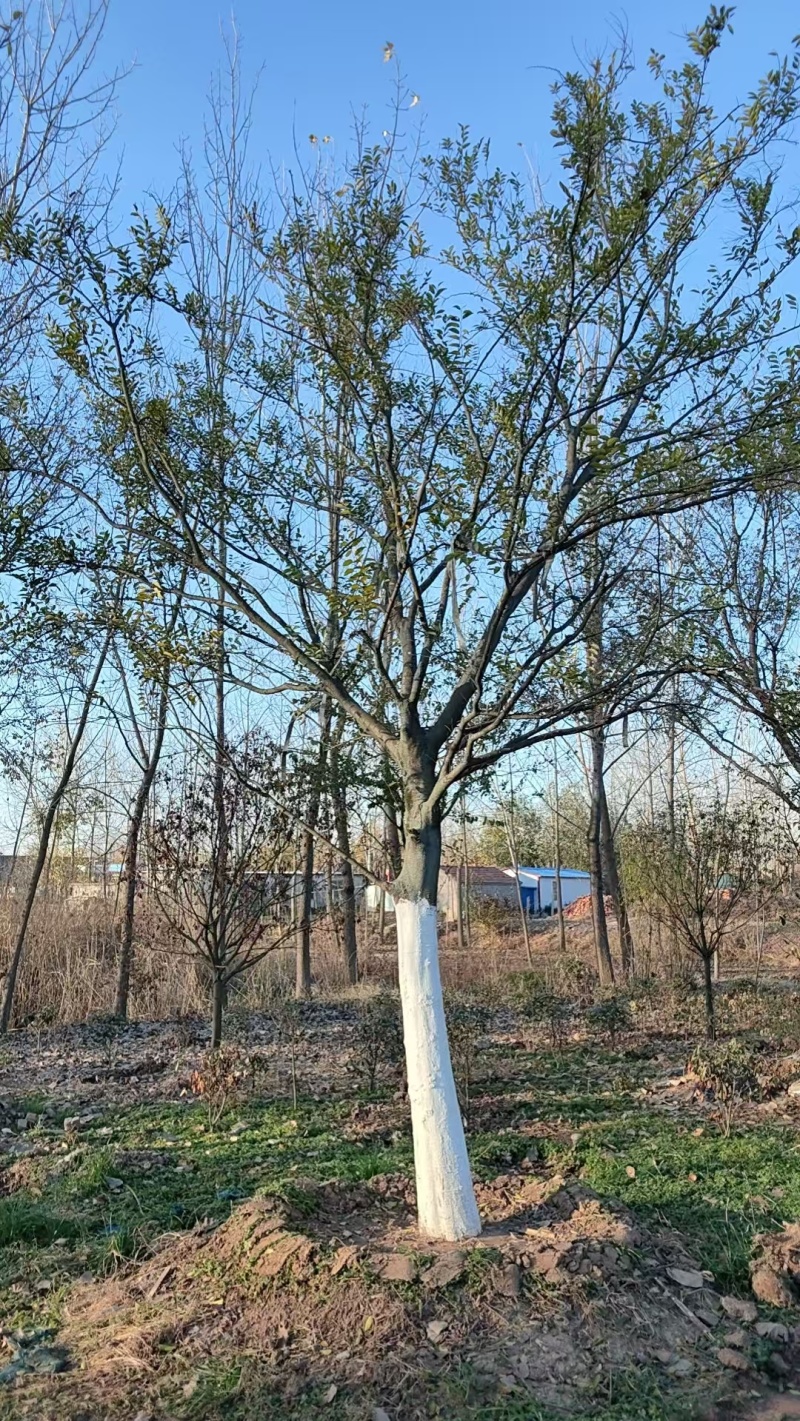 朴树绿化园林自家种植产地直发量大从优