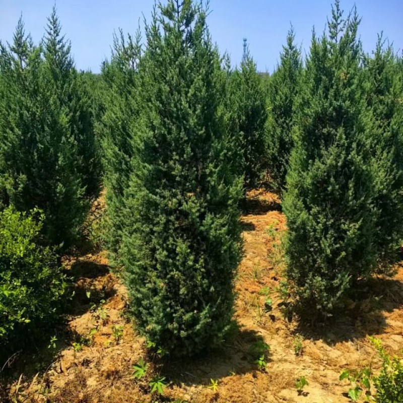 蜀块绿化园林自家种植产地直发量大从优