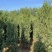 蜀块绿化园林自家种植产地直发量大从优