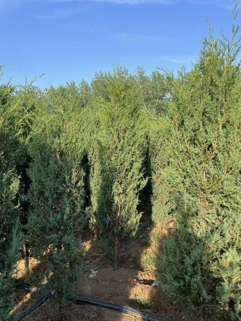 蜀块绿化园林自家种植产地直发量大从优
