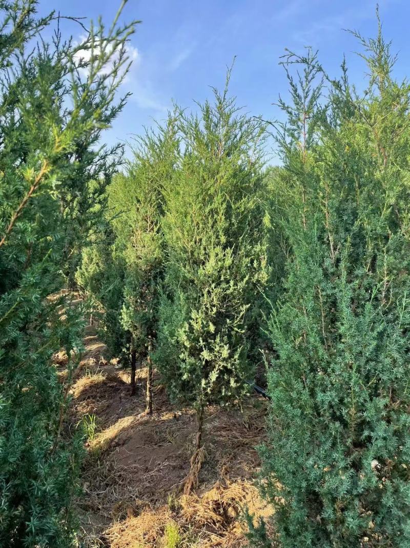 蜀块绿化园林自家种植产地直发量大从优