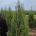 蜀块绿化园林自家种植产地直发量大从优