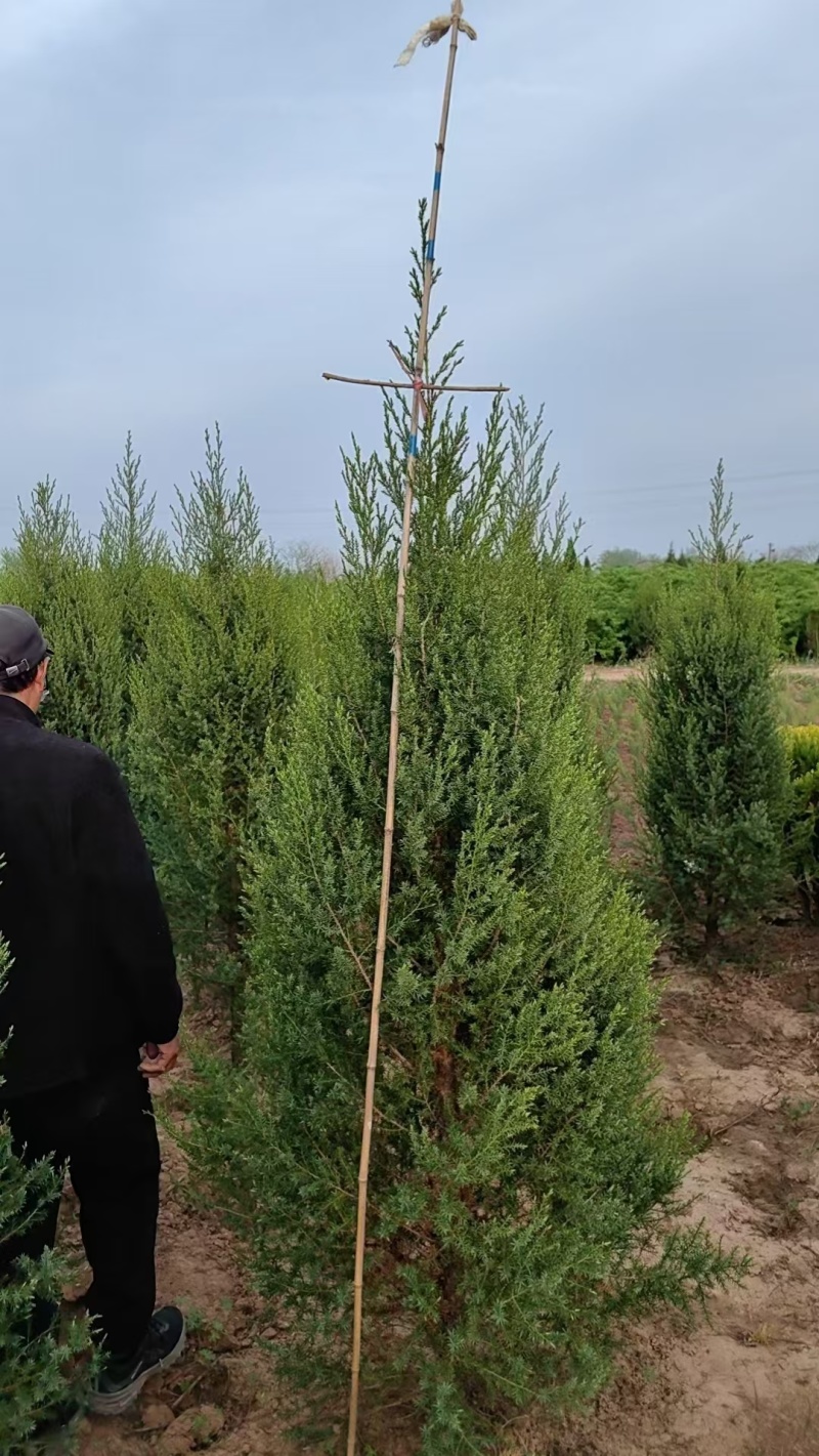 蜀块绿化园林自家种植产地直发量大从优