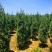 蜀块绿化园林自家种植产地直发量大从优
