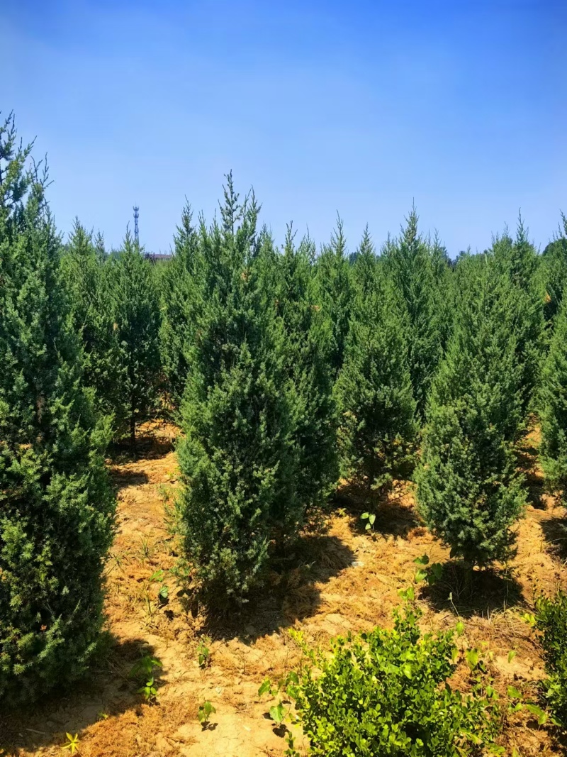 蜀块绿化园林自家种植产地直发量大从优