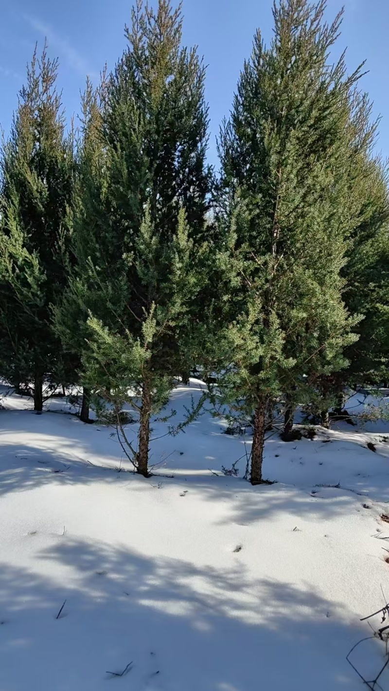 蜀块绿化园林自家种植产地直发量大从优