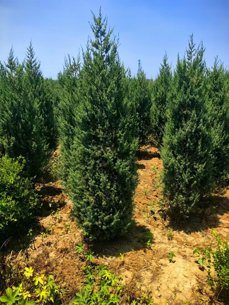 蜀块绿化园林自家种植产地直发量大从优