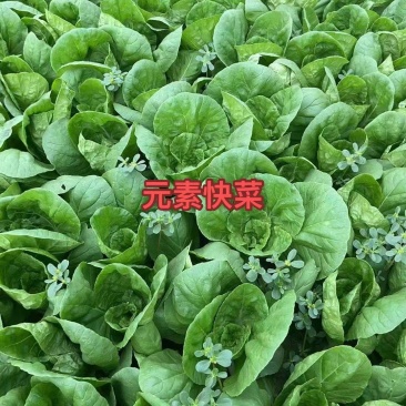 元素快菜种子，耐热耐雨水，叶绿厚，柔韧性好
