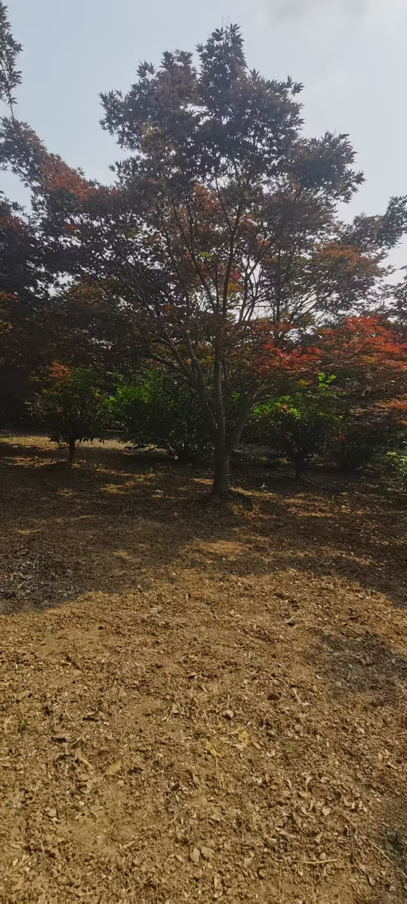 日本红枫