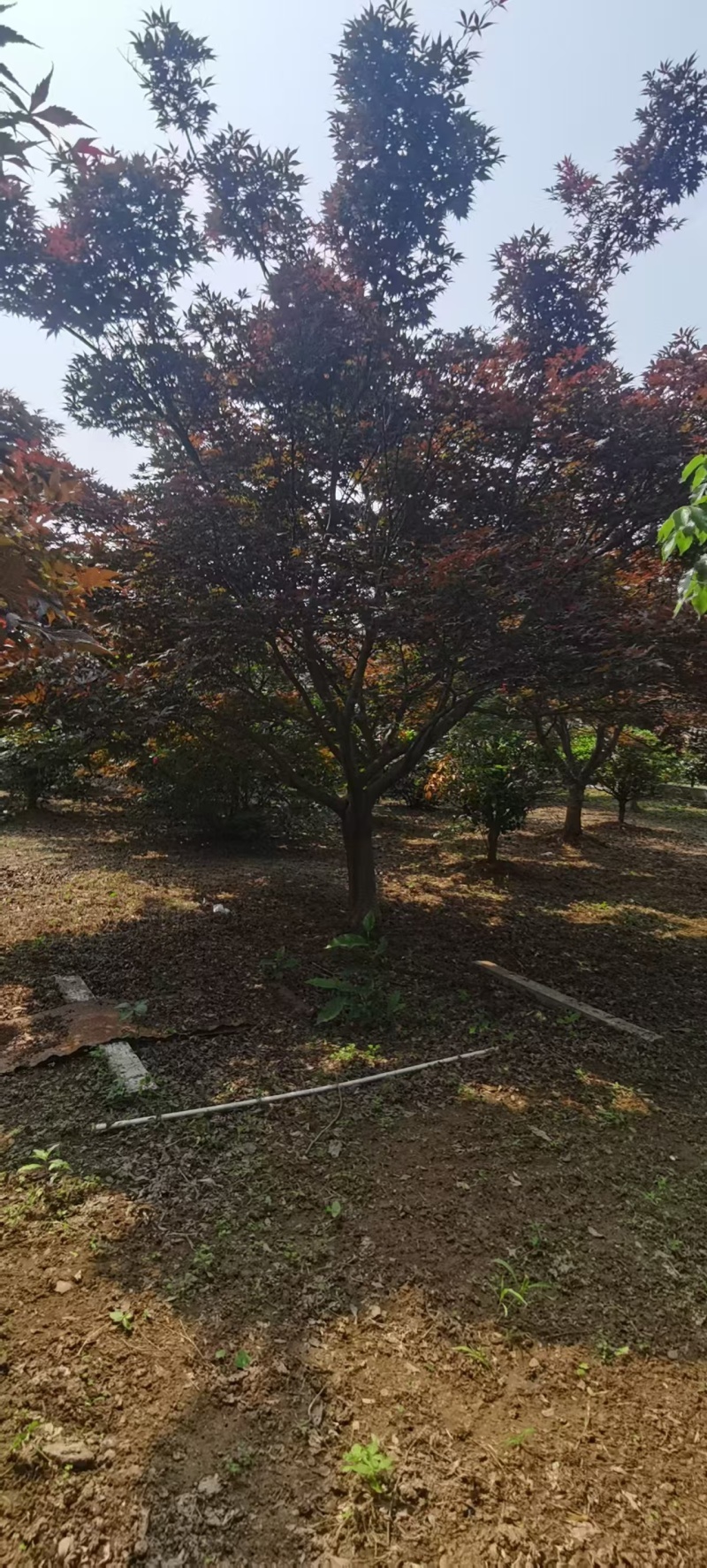 日本红枫