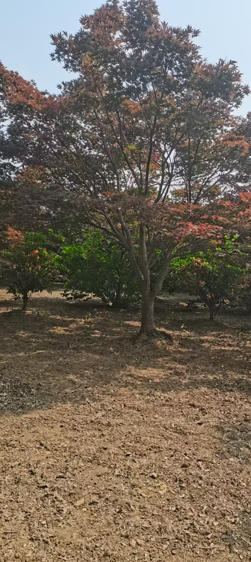 日本红枫
