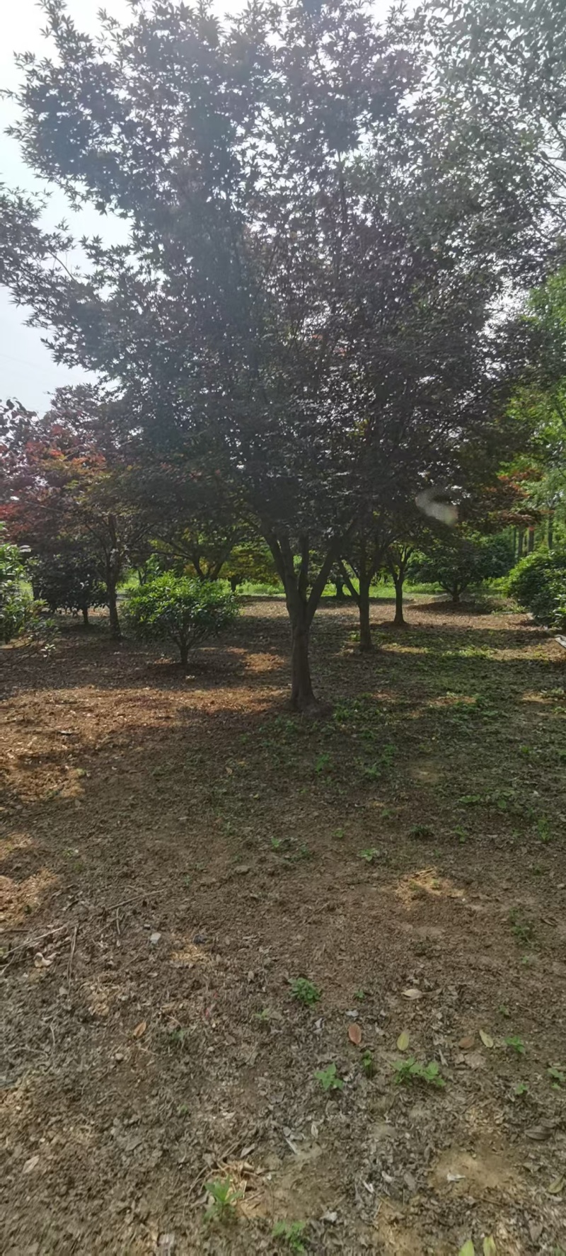 日本红枫