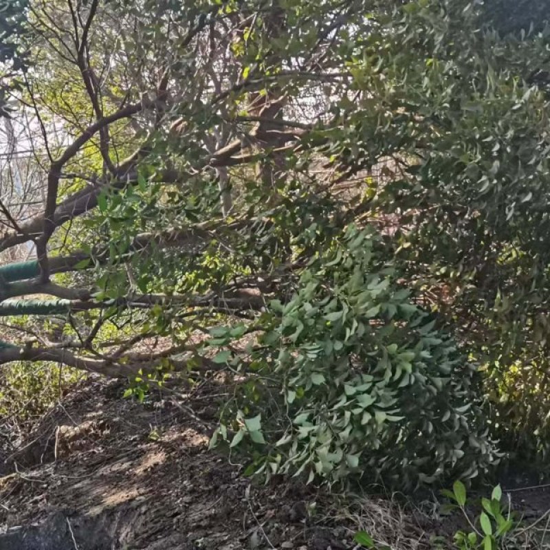 丛生香樟