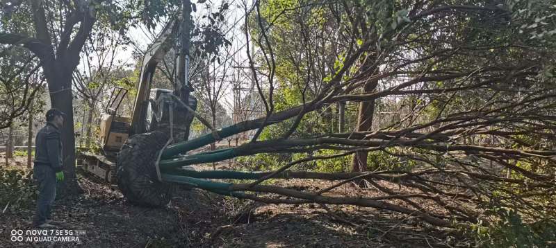 丛生香樟