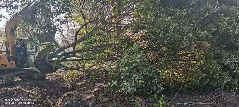丛生香樟